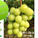 【ふるさと納税】YANAGISAWAシャインマスカット約1.5kg（2房〜3房）　【果物類・ぶどう・ブドウ・マスカット・フルーツ・葡萄・シャインマスカット・約1.5kg】　お届け：2022年8月下旬〜2022年11月上旬･･･