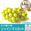 【ふるさと納税】【12月発送】冬の贈物 たきざわ果樹園の冷蔵シャインマスカット2房（1kg以上）　【ぶどう・マスカット・果物・葡萄・フルーツ】　お届け：2021年12月1日〜12月25日･･･