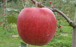 【ふるさと納税】JAながの　りんご　シナノスイート【秀品】約5kg　【果物類・林檎・りんご・リンゴ・くだもの】　お届け：2023年10月上旬〜10月下旬･･･ 画像1