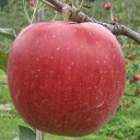【ふるさと納税】JAながの　りんご　シナノスイート【秀品】約5kg　【果物類・林檎・りんご・リンゴ・くだもの】　お届け：2023年10月上旬〜10月下旬･･･
