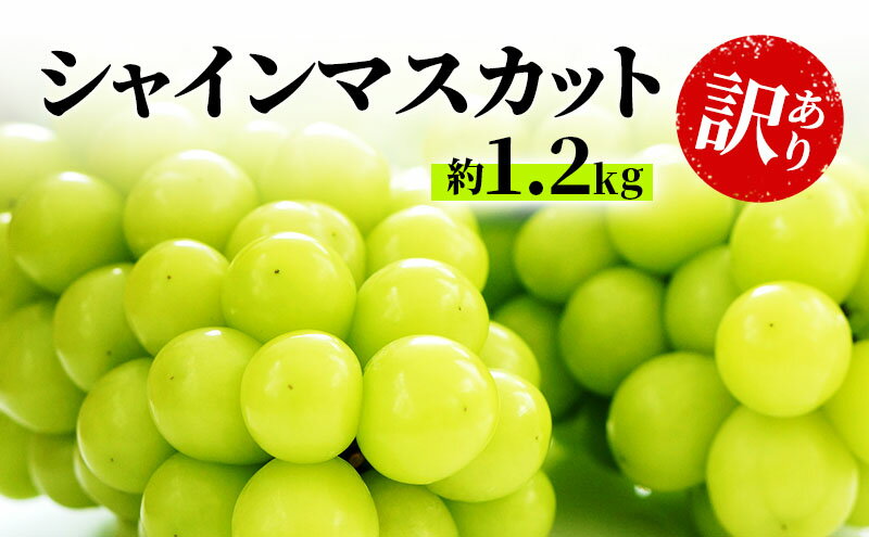 【ふるさと納税】訳あり シャインマスカット 約1.2kg 粒 柳澤果樹園 ぶどう 長野 マスカット ブドウ フルーツ 果物 シャイン　【 果物類 】　お届け：2024年8月下旬～11月上旬