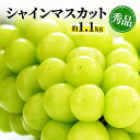 【ふるさと納税】シャインマスカット 約1.1kg 房 秀品 YANAGISAWA ぶどう 長野 マスカット ブドウ フルーツ 果物 シャイン【 果物類 】 葡萄...