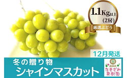 【ふるさと納税】【12月発送】冬の贈物 たきざわ果樹園の冷蔵シャインマスカット2房（約1.1kg）　【 ぶどう マスカット 果物 葡萄 フルーツ 旬の果物 】　お届け：2022年12月1日〜12月25日･･･ 画像1