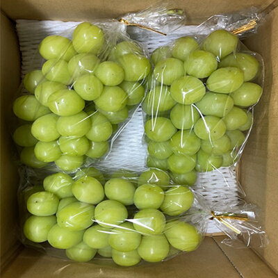【ふるさと納税】長野県坂城町産 シャインマスカット約2kg（3～4房）　【果物・ぶどう・フルーツ・シャインマスカット・マスカット・約2kg】　お届け：2023年10月上旬～年11月上旬のサムネイル