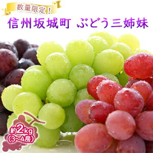 【ふるさと納税】数量限定!「ぶどう三姉妹」3種 2kg(3~4房) ナガノパープル・ シャインマスカット・ クイーンルージュ🄬 果物類 フルーツ 葡萄 ブドウ デザート おやつ 食べ比べ 秋の味覚 長野県産 坂城町産 産地直送 お届け:2025年9月下旬~10月初旬