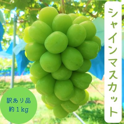 【ふるさと納税】富山葡萄園の訳ありシャインマスカット約1kg【果物ぶどうフルーツ長野県産デザートおやつ食後見た目訳あり自家用自宅用信州産坂城町産産地直送】お届け:2022年10月上旬〜2022年11月中旬
