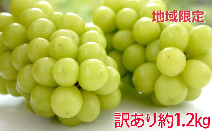 をたくさん (地域・期間限定)訳あり柳澤果樹園のシャインマスカット約1.2kg お届け:2022年8月末〜2022年11月上旬:長野県坂城町 にがりを