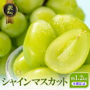 【ふるさと納税】訳あり シャインマスカット 約1.2kg 粒 YANAGISAWA ぶどう 長野 マスカット ブドウ フルーツ 果物 シャイン お届け:2025...