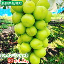 【ふるさと納税】冷蔵シャインマスカット 約1.2kg 粒 秀品 柳澤果樹園 ぶどう 長野 マスカット ブドウ フルーツ 果物 シャイン 果物類 訳アリ お届け:2025年9月中旬~11月中旬まで