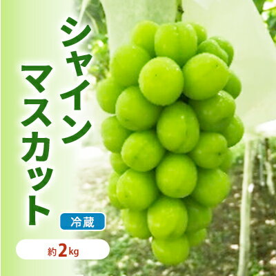 【ふるさと納税】【年内お届け】シャインマスカット 冷蔵 約2kg 3～4房 長野 坂城町産 ぶどう K＆Y農園 ブドウ フルーツ 果物 シャイン【 果物類 】　【 ぶどう ブドウ 葡萄 マスカット 種なし フルーツ 果物 有機 】　お届け：2024年12月上旬～12月下旬のサムネイル