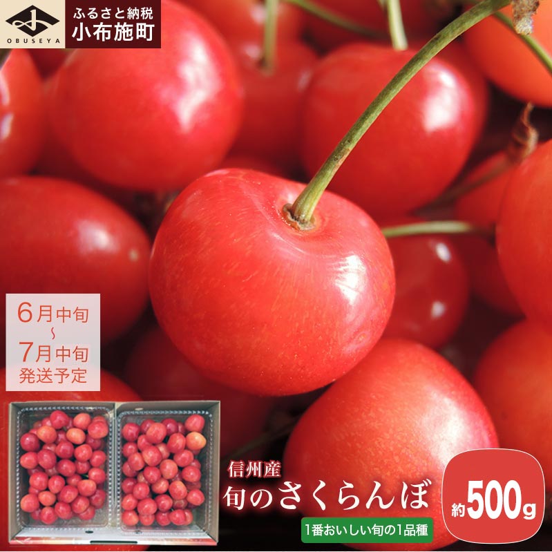 旬のさくらんぼ 約500g[小布施屋] サクランボ くだもの 果物 フルーツ 長野県産 信州産 数量限定 バラ詰め 令和8年産[2026年6月中旬〜7月中旬発送]