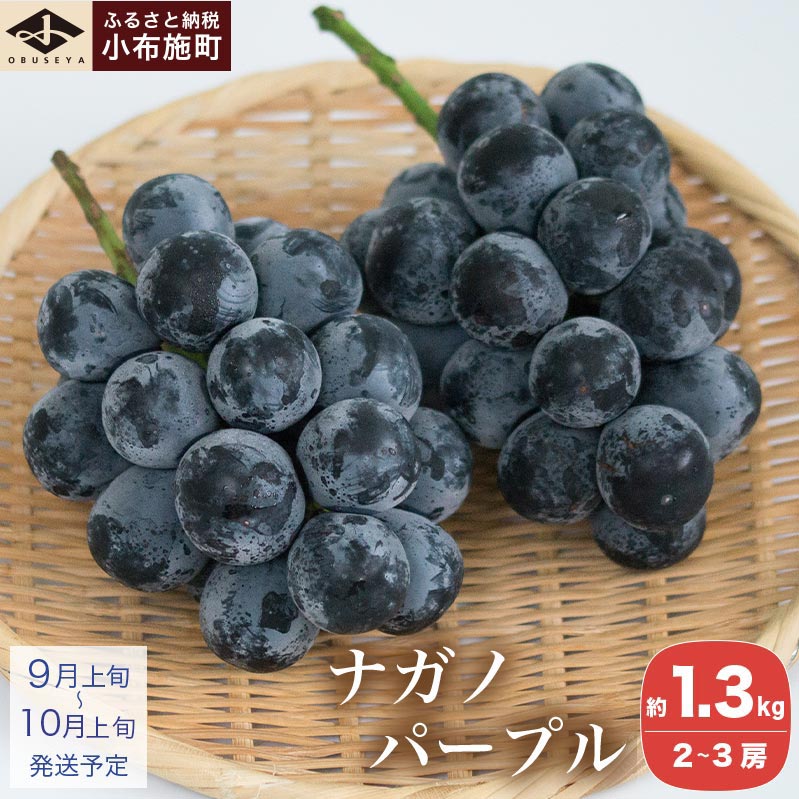 【ふるさと納税】 ナガノパープル 約1.3kg 2～3房 ［小布施屋］果物 フルーツ ぶどう 葡萄 長野県産 信州産 小布施 デザート 冷蔵便 クール便 先行予約 数量限定 令和8年産【2026年9月上旬～10月上旬発送】