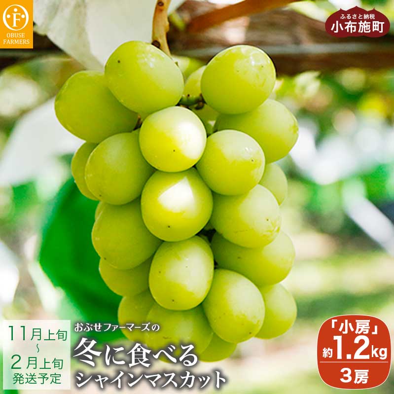 水不足の農家応援!冬に食べるシャインマスカット小房 約1.2kg 3房 [ おぶせファーマーズ ]ぶどう ブドウ 葡萄 フルーツ 果物 くだもの 長野 信州 [2025年11月上旬〜2026年2月上旬発送]