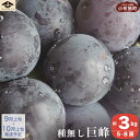 【ふるさと納税】種無し巨峰(約4kg)