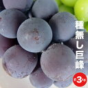 【ふるさと納税】新規就農者応援コース 種無し巨峰 約3kg...