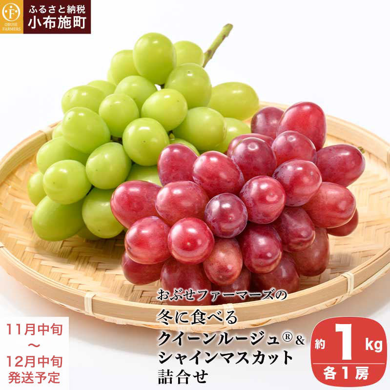 冬に食べるクイーンルージュ®&シャインマスカット詰合せ 各1房 約1kg [おぶせファーマーズ] ぶどう セット 食べ比べ 2種 各 1房 葡萄 ブドウ 果物 フルーツ令和7年産 [2025年11月中旬〜12月中旬発送]