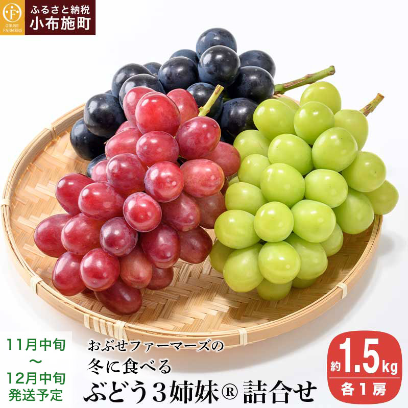冬に食べるぶどうぶどう3姉妹® シャインマスカット & ナガノパープル & クイーンルージュ® 詰合せ 各1房 約1.5kg [おぶせファーマーズ] 数量限定 果物 フルーツ ぶどう 葡萄 長野県産 信州産 クール便 食べ比べ [2025年11月中旬〜12月中旬発送]