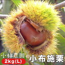 【ふるさと納税】小林農園の小布施栗 約2kg (L)