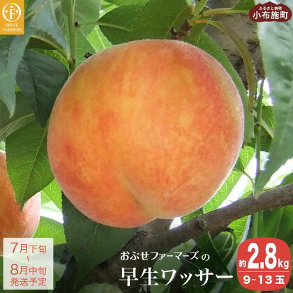 早生ワッサー 約2.8kg 9～13玉 ［おぶせファーマーズ］果物 フルーツ 長野県産 信州産 クール便 冷蔵便 長野県産 信州産 先行予約 数量限定 産地 直送 お取り寄せ 産地直送 令和6年産【2024年7月下旬〜8月中旬発送】