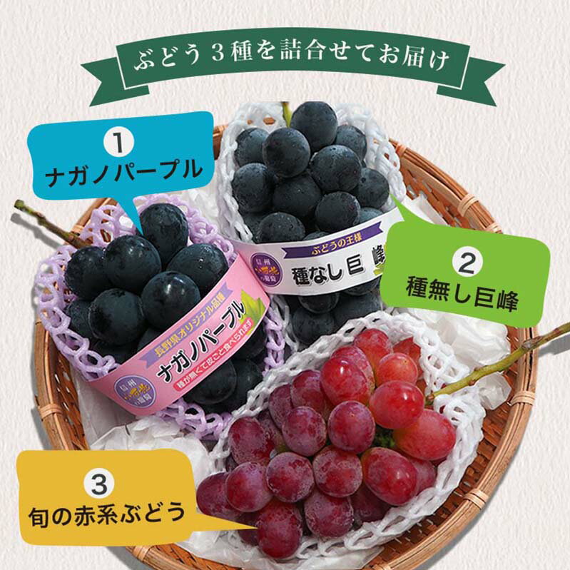 【ふるさと納税】長野県産 旬のぶどう3種セット 種無し巨峰 ナガノパープル 赤系ぶどう 各1房 約1.5kg［おぶせファーマーズ］ 詰め合わせ 詰合せ 食べ比べ 先行予約 果物 フルーツ ぶどう 葡萄 信州産 デザート クール便 冷蔵便 令和8年産【2026年9月中旬～10月上旬発送】