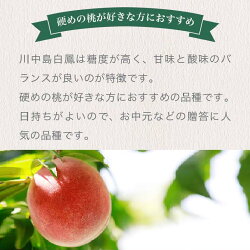 【ふるさと納税】川中島白鳳 約3kg 8～12玉 ［おぶせファーマーズ］2022年7月下旬～8月中旬発送 果物 フルーツ 桃 もも モモ 3kg 長野 信州 クール便 冷蔵便･･･ 画像1