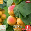 23位! 口コミ数「0件」評価「0」信州大実 大玉 生あんず 約1kg 約500g × 2パック [おぶせファーマーズ] 期間限定 数量限定 果物 フルーツ 杏 あんず 生食 ･･･ 