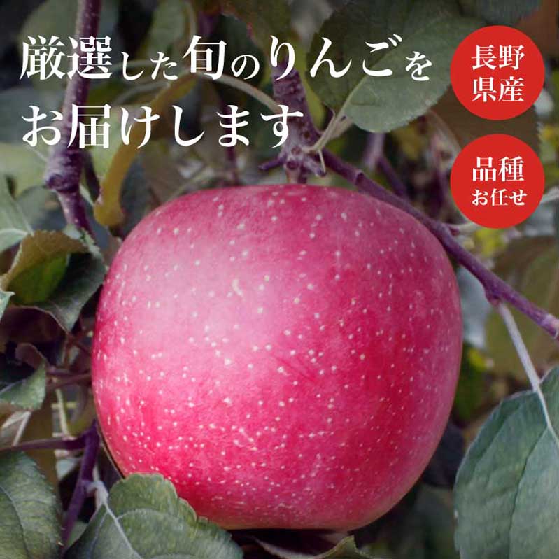 【ふるさと納税】 長野県産 旬のりんご 約3kg 6～12玉 ［小布施屋］ りんご 林檎 リンゴ 果物 フルーツ 信州産 特産 産地直送 産直 数量限定 お任せ お楽しみ 秋映 シナノスイート シナノゴールド シナノホッペ サンふじ 令和6年産 【2024年9月下旬～2025年1月下旬発送】