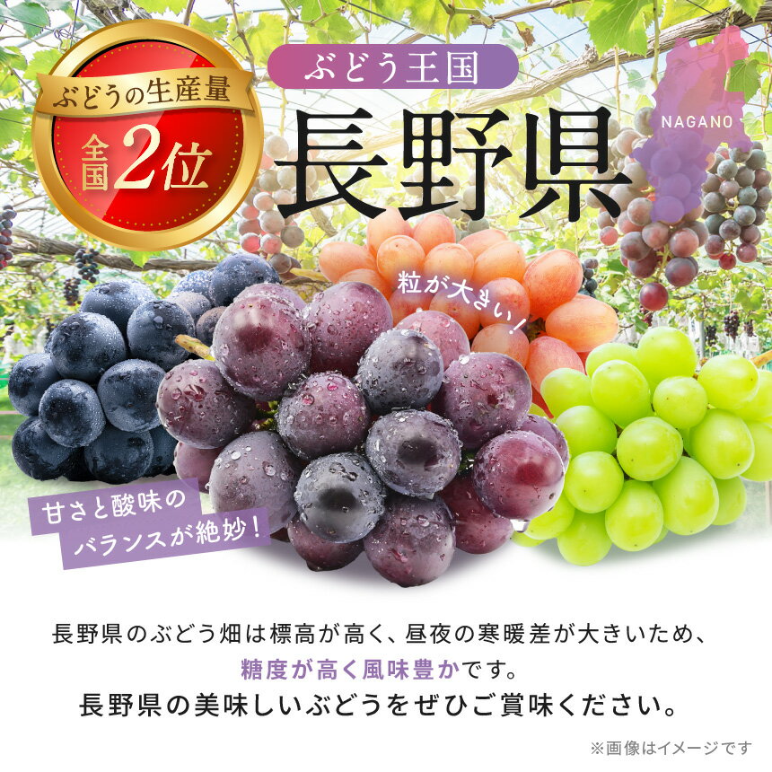 【ふるさと納税】【2026年9月下旬発送】先行受付 シャインマスカット 約1.2kg ［JAながの］｜果物 フルーツ 旬 ぶどう ブドウ くだもの 葡萄 長野県産 種なし 先行受付 数量限定 クール便 冷蔵便 産地直送 フルーツハリウッド 令和8年産