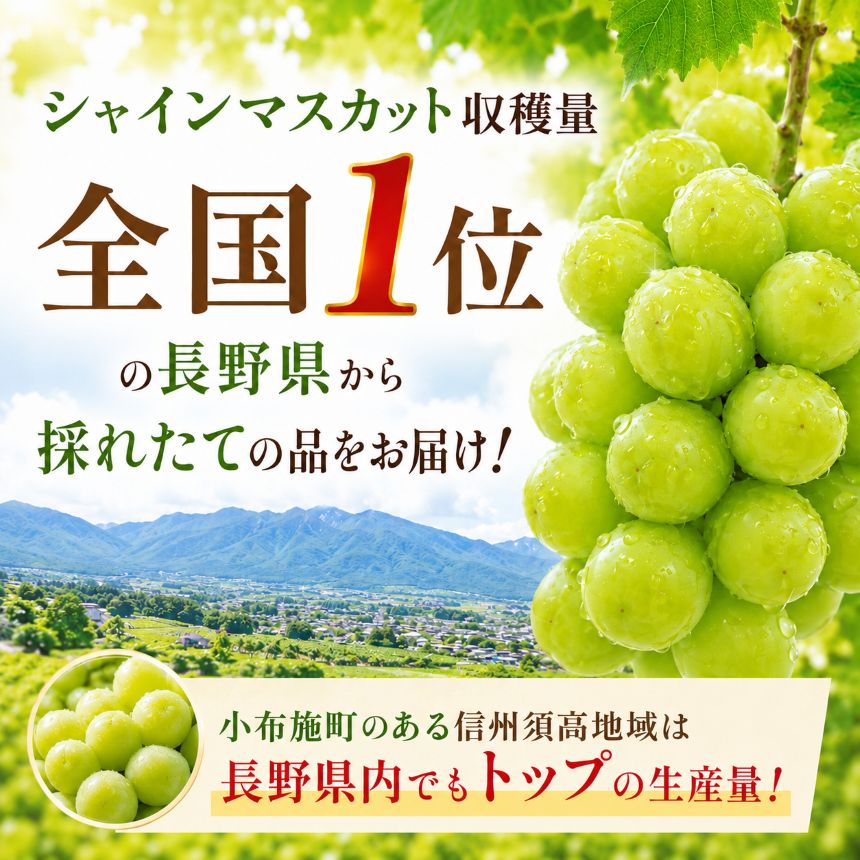 【ふるさと納税】【訳あり】シャインマスカット 約1.5kg 3～5房 ［おぶせファーマーズ］家庭用 果物 フルーツ ぶどう 規格外 不揃い 傷 令和8年産 【2026年9月中旬～11月中旬発送】 f205419-obuse-10000445 長野県小布施町 サンプル画像3