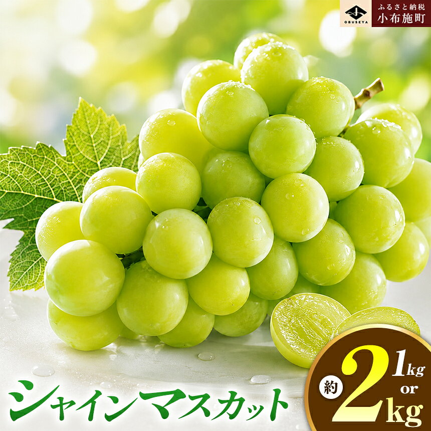 [選べる]シャインマスカット 約1kg 2房 約2kg 3〜4房 [おぶせファーマーズ] 先行予約 果物 フルーツ 産地直送 種無しぶどう 種なしブドウ 葡萄 数量限定 長野 信州 令和8年産 [2026年9月上旬〜11月上旬発送]