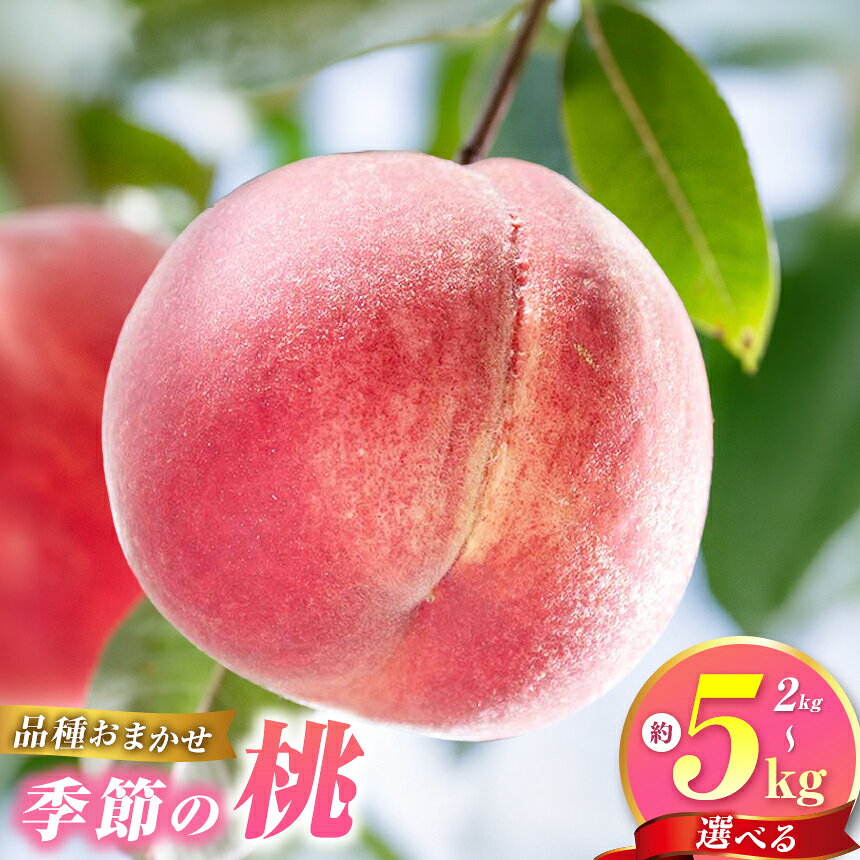 もも 季節の桃 約2kg 約3kg 約5kg 選べる 内容量[おぶせファーマーズ]モモ ピーチ フルーツ 果物 あかつき 川中島白鳳 なつっこ 川中島白桃 黄金桃 だて白桃 先行予約 長野県産 クール便 冷蔵便 産地直送