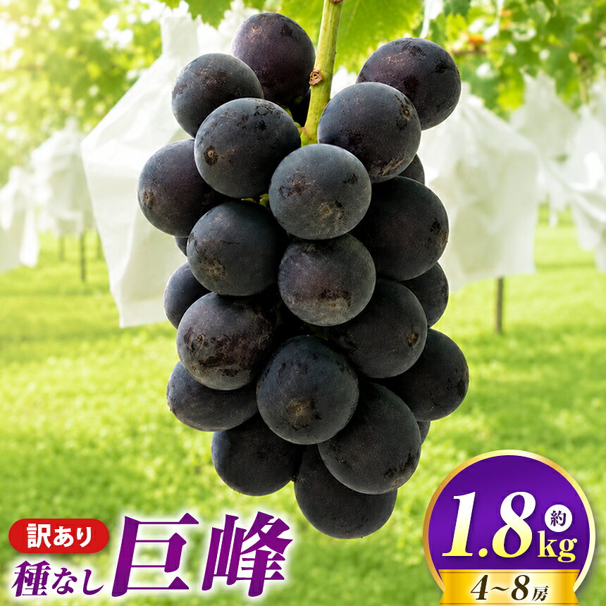 先行受付[訳あり] 種なし 巨峰 約1.8kg 4〜8房 [2026年8月下旬〜10月上旬頃発送予定][新規就農者応援コース 幸作会]|ぶどう 葡萄 ブドウ 種無し 果物 フルーツ クール便 冷蔵便 生産者応援 不揃い 傷