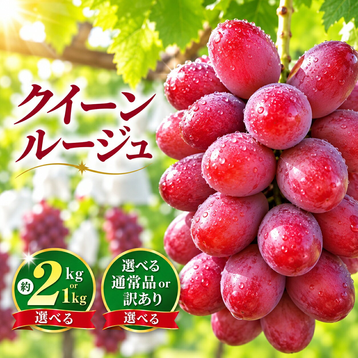 通常品・訳ありから選べる クイーンルージュ® 通常品 約1kg〜2kg 2〜5房|訳あり 約1kg〜2kg 2〜5房 2kg 2〜7房[新規就農者応援コース 幸作会]|フルーツ ブドウ 果物 ぶどう 長野 信州 小布施町 クール便 冷蔵便 令和8年産 9月上旬〜11月上旬発送