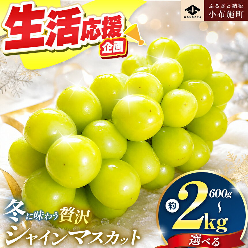 先行受付 蔵出し冬のシャインマスカット 選べる 約600g 約760g 約1kg 約1.3kg 約2kg [小布施屋]ぶどう フルーツ 果物 くだもの 長野県 冷蔵便 クール便 産地直送 令和8年産[2026年11月中旬〜2027年2月発送]