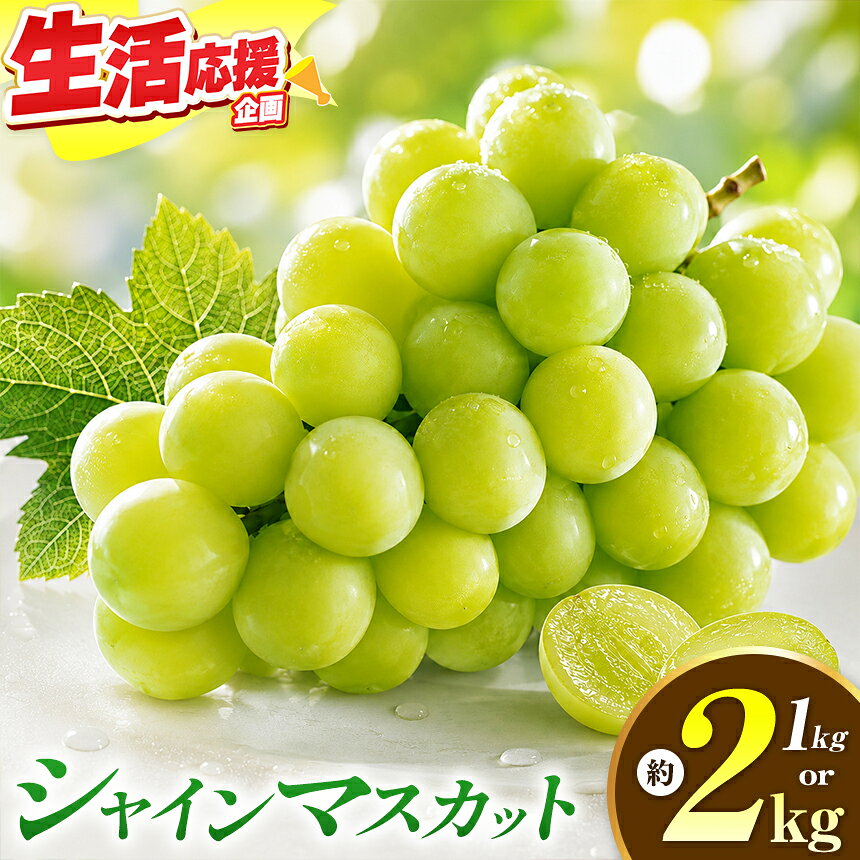 [選べる]シャインマスカット 約1kg 2房 約2kg 3〜4房 [おぶせファーマーズ] 先行予約 果物 フルーツ 産地直送 種無しぶどう 種なしブドウ 葡萄 数量限定 長野 信州 令和8年産 [2026年9月上旬〜11月上旬発送]