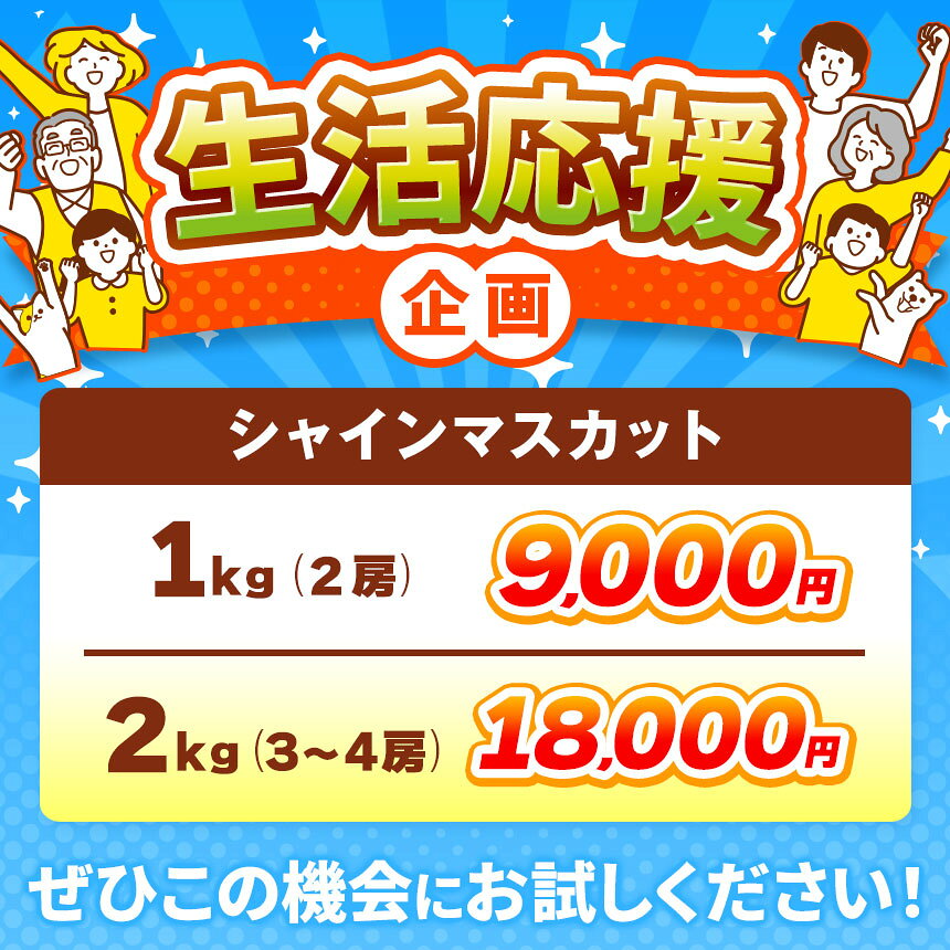 【ふるさと納税】【選べる】シャインマスカット 約1kg 2房 約2kg 3〜4房 ［おぶせファーマーズ］ 先行予約 果物 フルーツ 産地直送 種無しぶどう 種なしブドウ 葡萄 数量限定 長野 信州 令和8年産 【2026年9月上旬〜11月上旬発送】