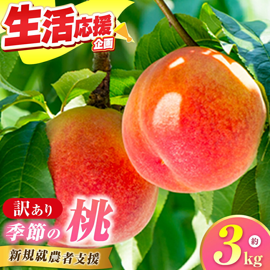 [訳あり]季節の桃 約3kg [新規就農者応援コース 幸作会] 桃 もも 不揃い 規格外 家庭用 傷 先行予約 モモ フルーツ 果物 長野 信州 クール便 冷蔵便 令和8年産[2026年7月中旬〜9月下旬発送予定]