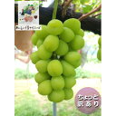 【ふるさと納税】ちょっと訳あり 信州産 新鮮朝採りシャインマスカット 2〜3房1kg 2025年9月中旬〜発送予定【配送不可地域:離島】【1625533】