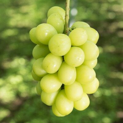 冬のシャインマスカット 2房 1kgセット クリスマス&お正月 12月下旬発送予定