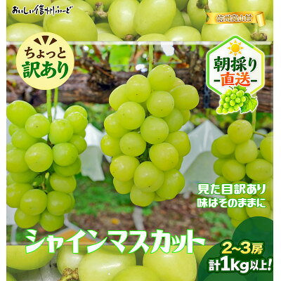 ちょっと訳あり 信州産 新鮮朝採りシャインマスカット 2〜3房1kg 2026年9月下旬より発送予定_ 訳あり シャインマスカット ぶどう 葡萄 ブドウ フルーツ 果物 朝採り 信州産 美味しい 人気 おすすめ 送料無料 [配送不可地域:離島]