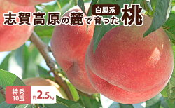 【ふるさと納税】志賀高原の麓で育った桃（白鳳系）特秀10玉　約2.5kg　【 果物 もも 白鳳 特秀 長野県 志賀高原 柔らかめ 】　お届け：2023年8月1日〜10日頃発送予定 ※収穫時期が限られている為、日時指定は致しかねますので予めご了承ください･･･ 画像1