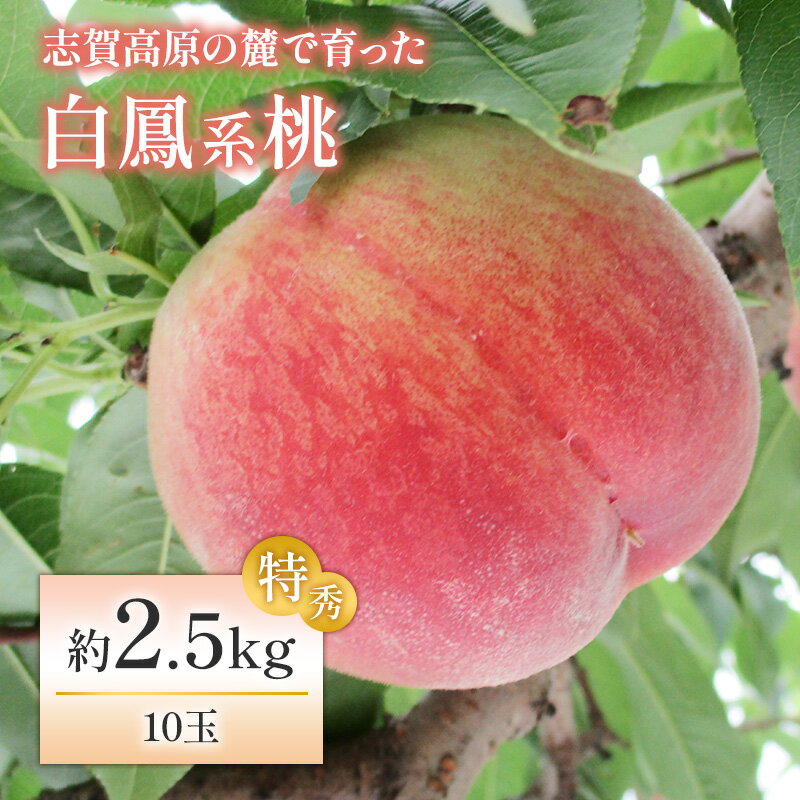 志賀高原の麓で育った 桃（白鳳系）特秀10玉 約2.5kg 　　お届け：2024年8月1日～10日頃発送予定※収穫時期や出荷時期が限られているため日時指定不可