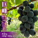 【ふるさと納税】巨峰(種ありと種なし)の食べくらべセット 約1kg 2025年(R7年)9月中旬~10月下旬頃出荷予定 お届け:2025年9月15日~10月30日