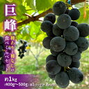 巨峰（種ありと種なし）の食べくらべセット 約1kg 2024年（R6年）9月中旬～10月下旬頃出荷予定　　お届け：2024年9月15日～10月30日