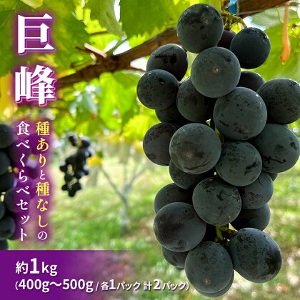 【早期受付】巨峰（種ありと種なし）の食べくらべセット 約1kg 2024年（R6年）9月中旬～10月下旬頃出荷予定　【山ノ内町】　お届け：2024年9月15日～10月30日