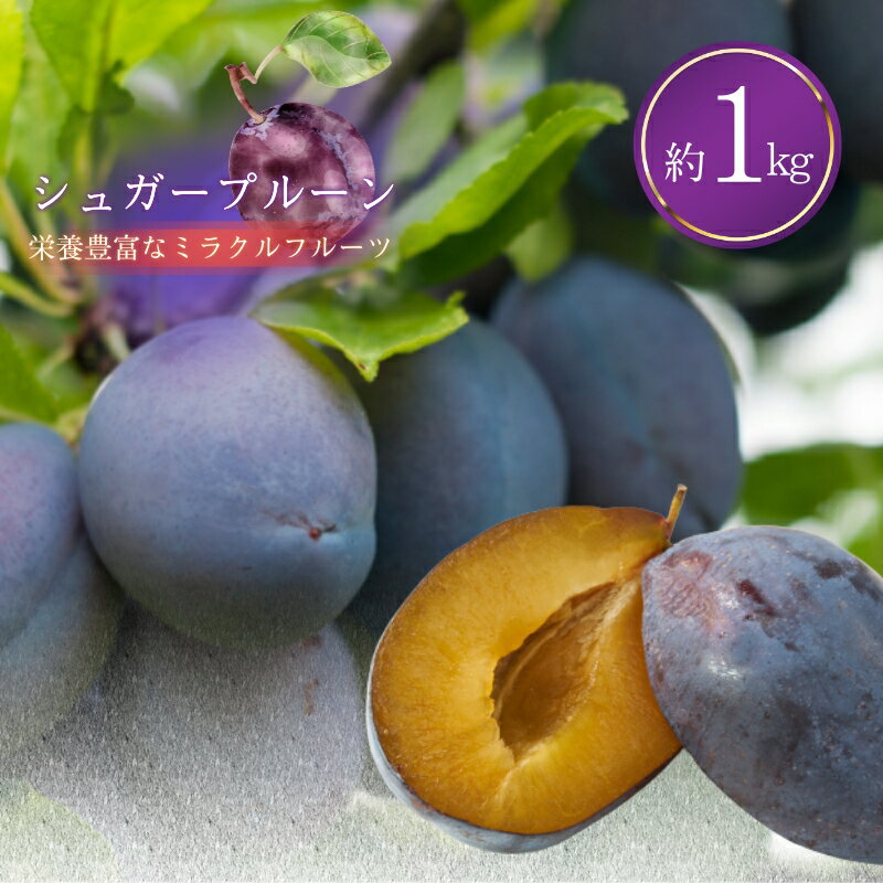 【ふるさと納税】プルーン「 シュガー 」1kg 2024年 8月下旬発送　【 長野県 生プルーン 長野県産 すもも プラム 桃 もも フルーツ 果物 鉄分 ジャム ソース ドライプルーン ドライフルーツ 長野 国産 2024 先行予約 】 　お届け：2024年8月下旬～9月中旬までのサムネイル
