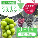 【ふるさと納税】ぶどう シャインマスカット + おまかせ2種 約1.5kg(3~4房)山ノ内町産 ブドウ 葡萄 マスカット お届け:2025年9月10日~2025年10月15日