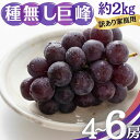 【ふるさと納税】種無し巨峰 訳あり家庭用 約2kg 4~6房 ぶどう 葡萄 巨峰 果物 信州 長野 お届け:2025年9月中旬~10月中旬