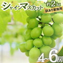 【ふるさと納税】シャインマスカット 訳あり家庭用 約2kg 4~6房 マスカット ぶどう 果物 信州 長野 お届け:2025年10月上旬~10月下旬