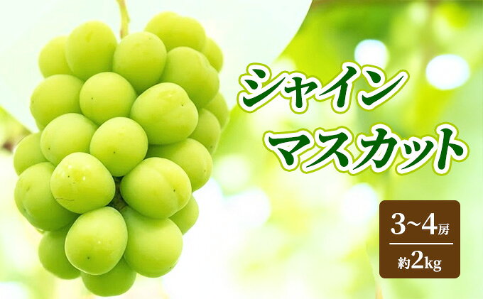 【ふるさと納税】シャインマスカット 約2kg 3～4房 ぶどう フルーツ 果物 デザート 長野県 山之内町　お届け：2026年9月中旬～10月下旬